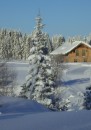 Fichte - Picea abies * 1043 x 1477 * (446KB)